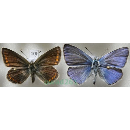 Polyommatus icarus (Rottemburg, 1775) pair Modraszek ikar Poland10f